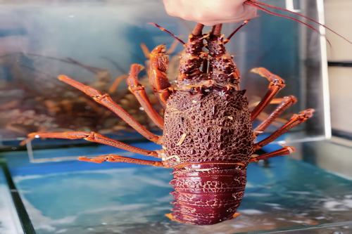 Live NZ Rock Crayfish ( 1kg Up )