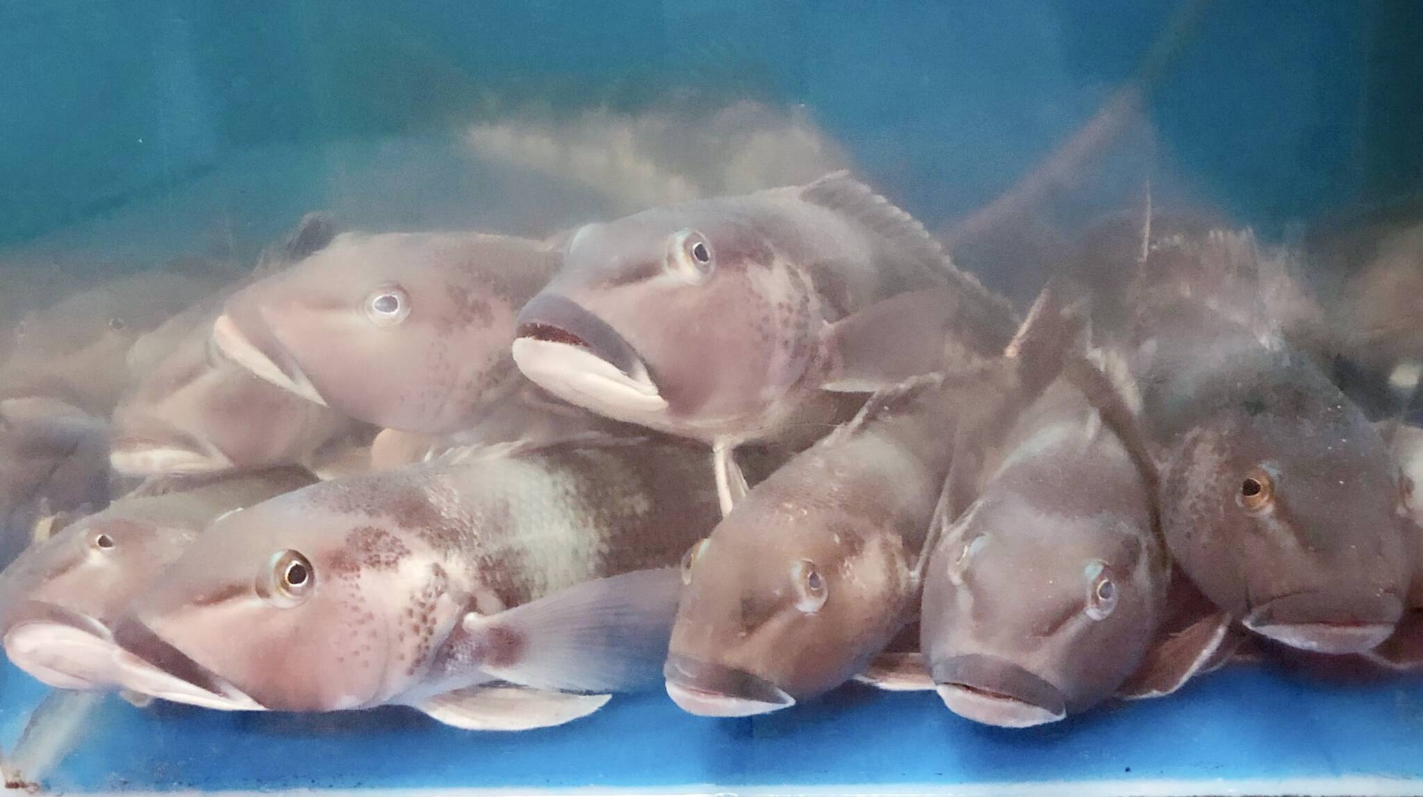 Live Bluecod – Silver Spoon Seafoods