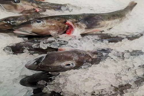 Frozen Bluecod Whole Gilled & Gutted
