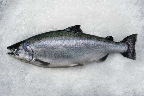 Fresh Mt Cook Alpine Salmon Gilled & Gutted 2kg+