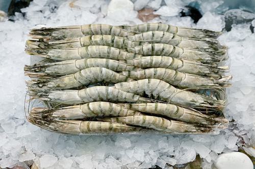 Frozen Raw Whole Black Tiger Prawns (8-12pcs)