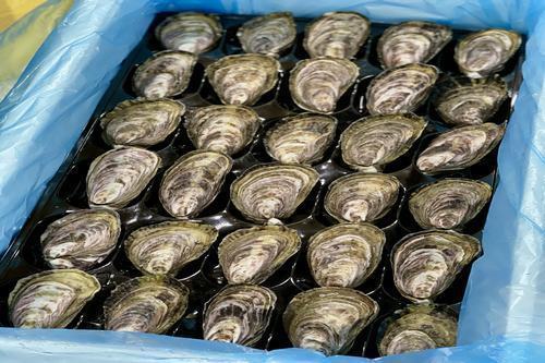 Live Marlborough Pacific Oyster ( STANDARD SIZE )