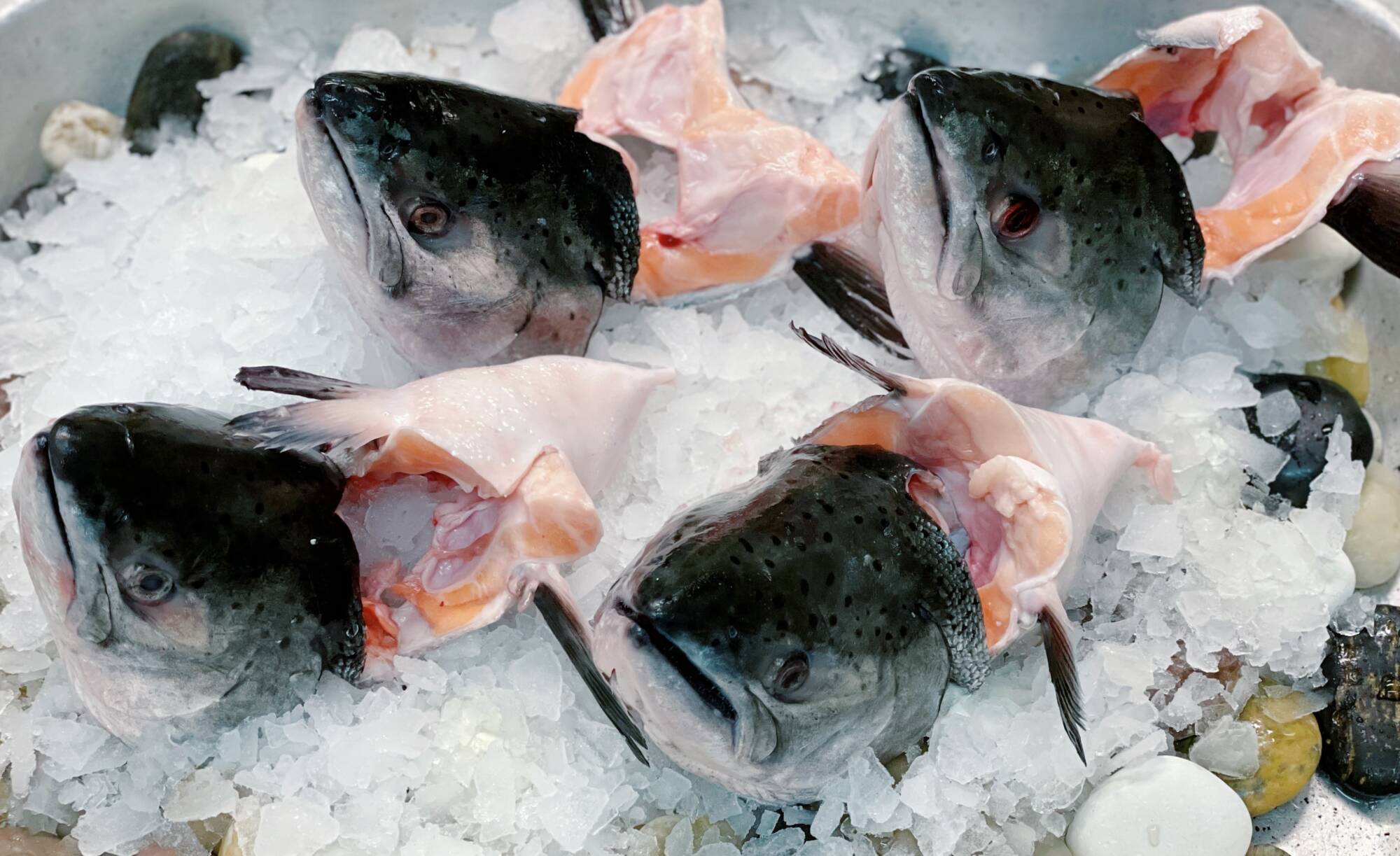 Fresh Salmon Heads ( King Salmon ) Silver Spoon Seafoods