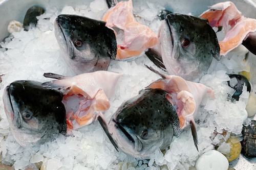 Fresh Salmon Heads ( King Salmon )