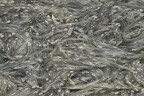 Frozen NZ West Coast Whitebait (250g)