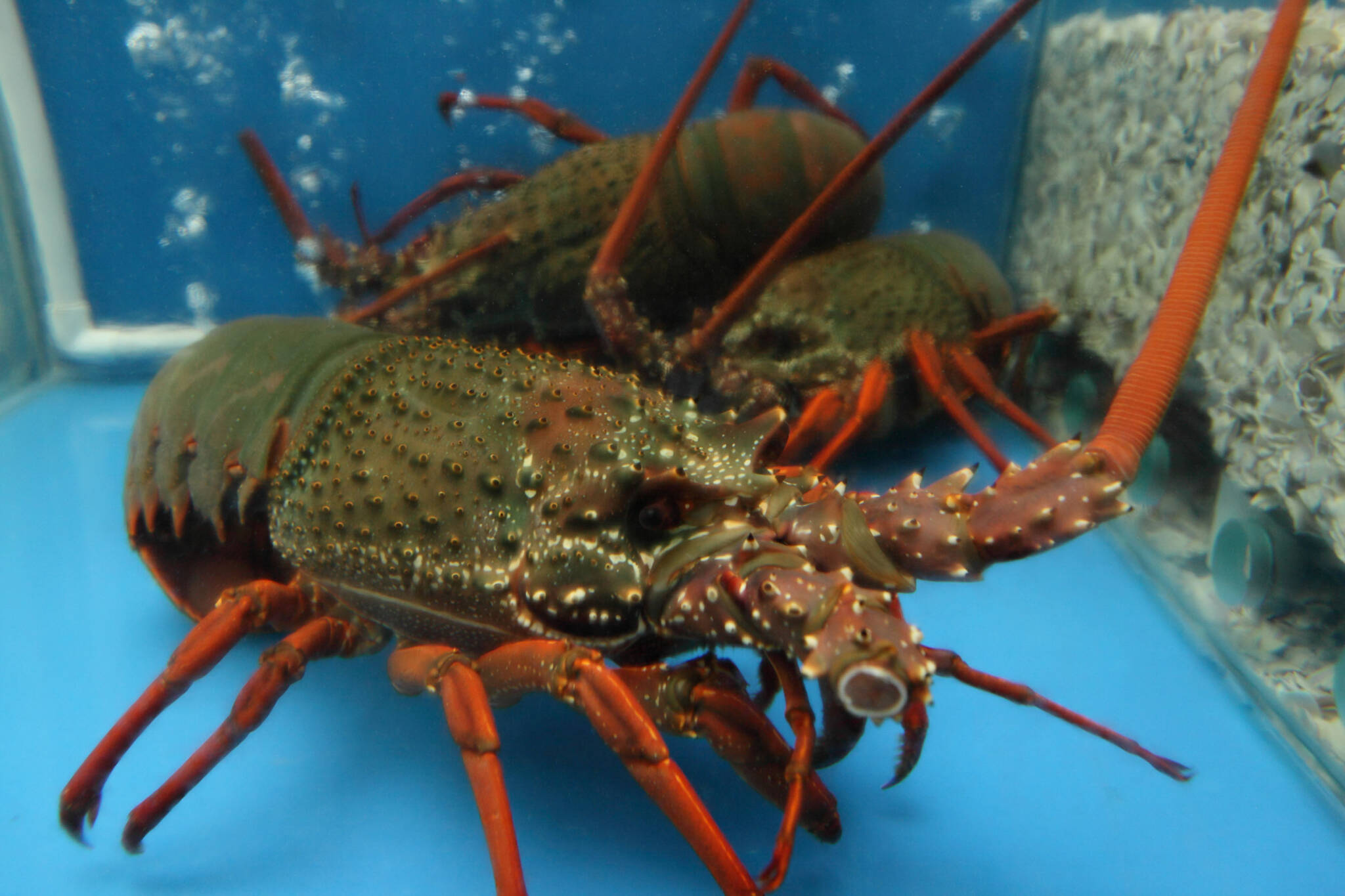 Live Packhorse crayfish Silver Spoon Seafoods