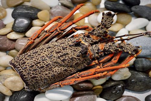 Frozen Crayfish Body