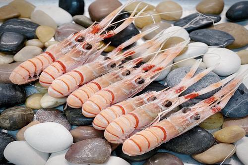 Scampi