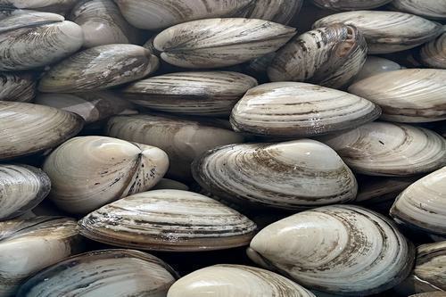 Live Storm Clam