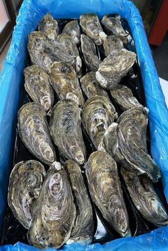 Live Te Kouma Bay Oyster ( JUMBO SIZE )