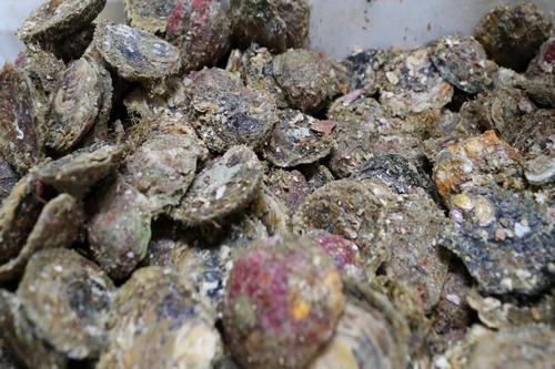 Live Bluff Oysters