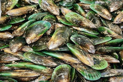 Live Mills Bay Mussels