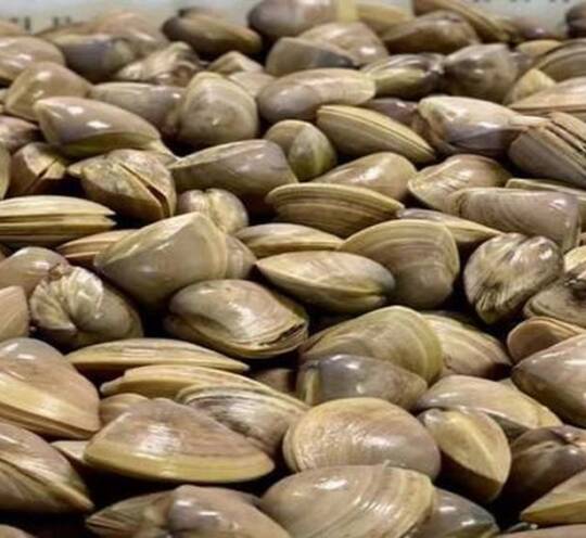Clams
