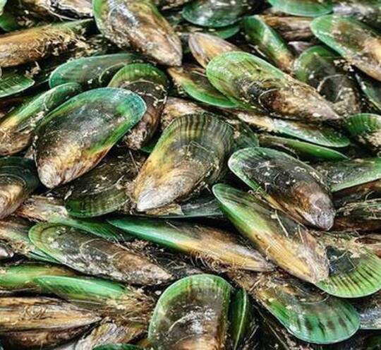 Shell Fish